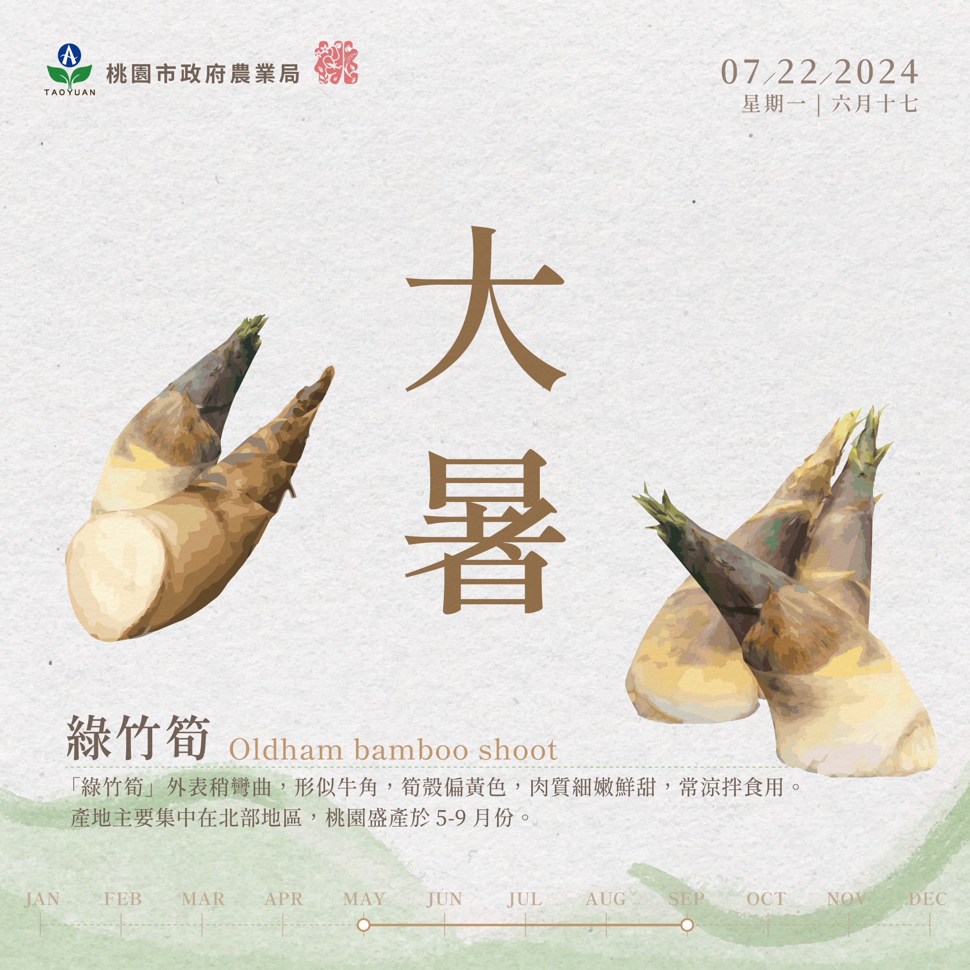 圖片說明：大暑  2024/07/22 星期一 六月十七 綠竹筍Oldham bamboo shoot：「綠竹筍」外表稍彎曲，形似牛角，筍殼偏黃色，肉質細嫰鮮甜，常涼拌食用。產地主要集中在北部地區，桃園盛產於5-9月份。